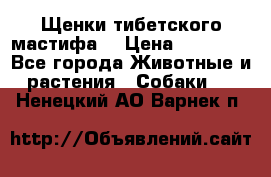 Щенки тибетского мастифа. › Цена ­ 30 000 - Все города Животные и растения » Собаки   . Ненецкий АО,Варнек п.